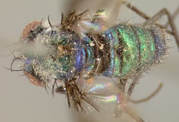 Media type: image;   Entomology 12865 Aspect: habitus dorsal view